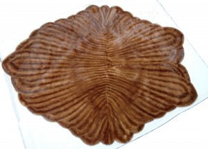 CIMG1881